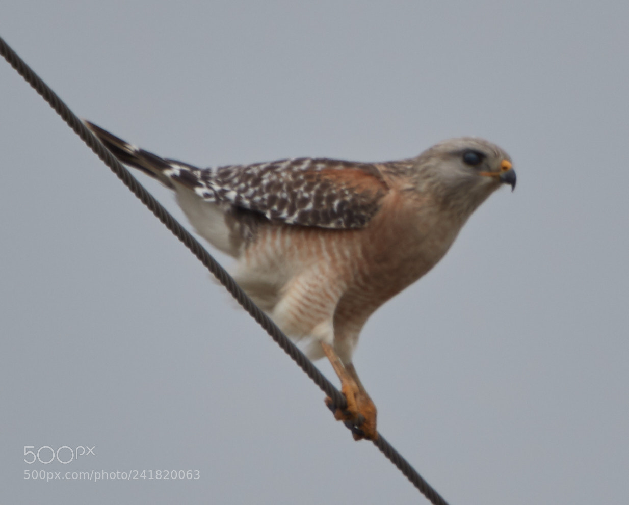 Canon EOS-1D X Mark II sample photo. 01-08-18-8481.jpg photography