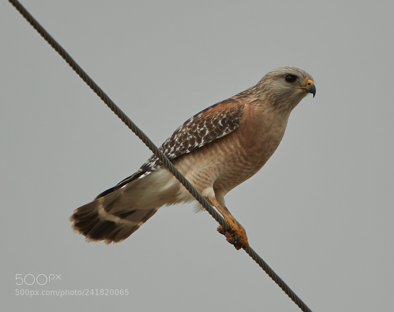 Canon EOS-1D X Mark II sample photo. 01-08-18-8482.jpg photography