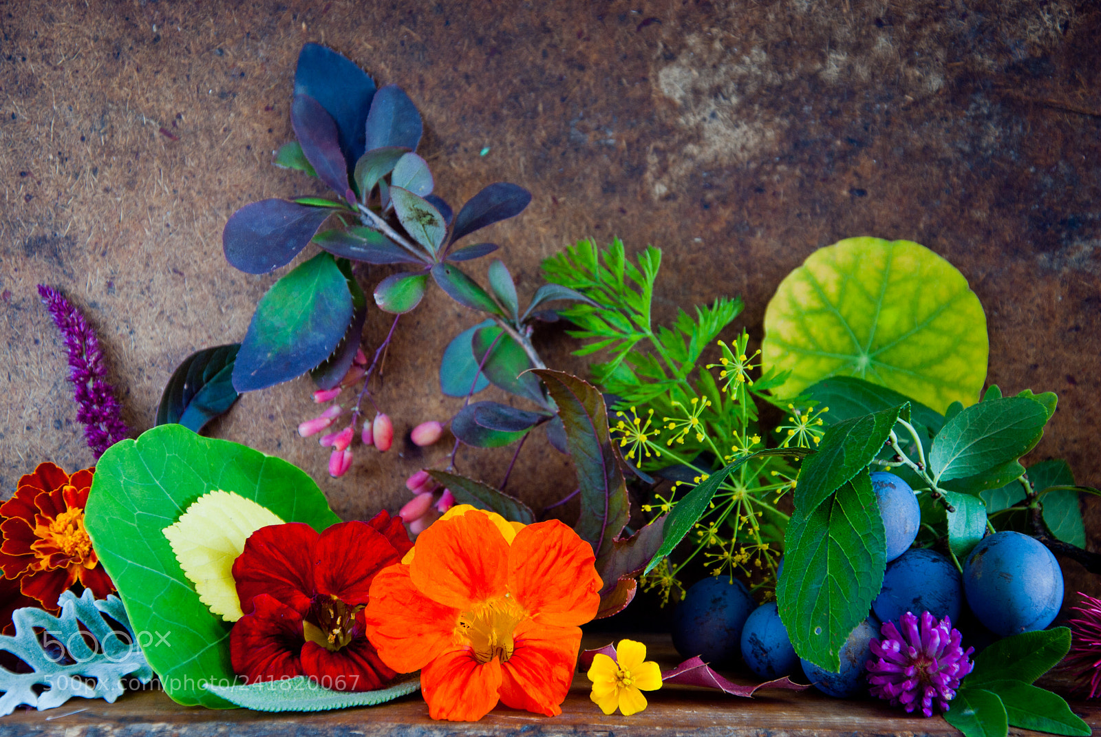 Nikon D3000 sample photo. Autumn leaves, flowers, berries photography