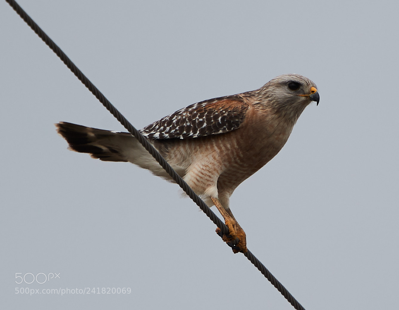Canon EOS-1D X Mark II sample photo. 01-08-18-8484.jpg photography