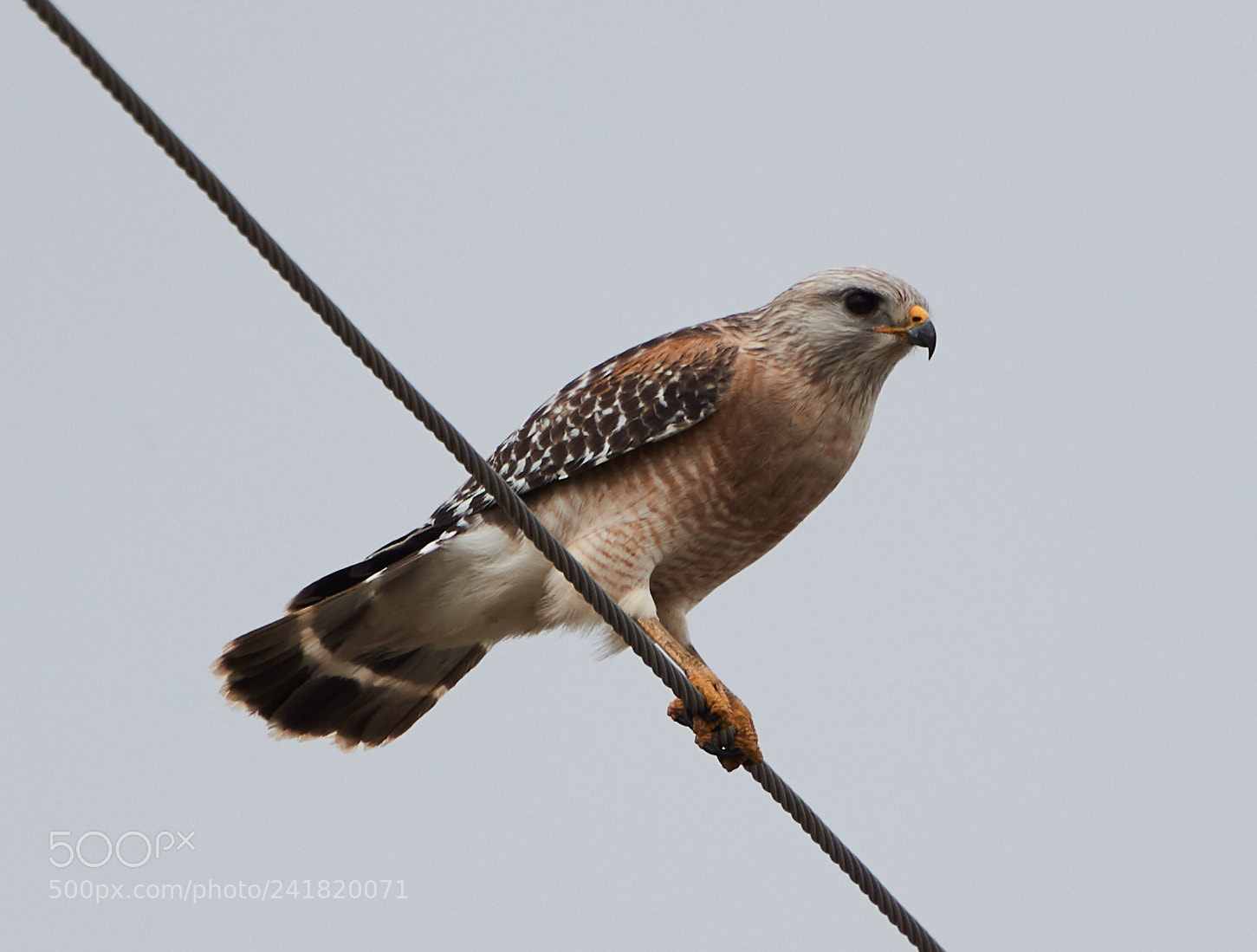 Canon EOS-1D X Mark II sample photo. 01-08-18-8483.jpg photography