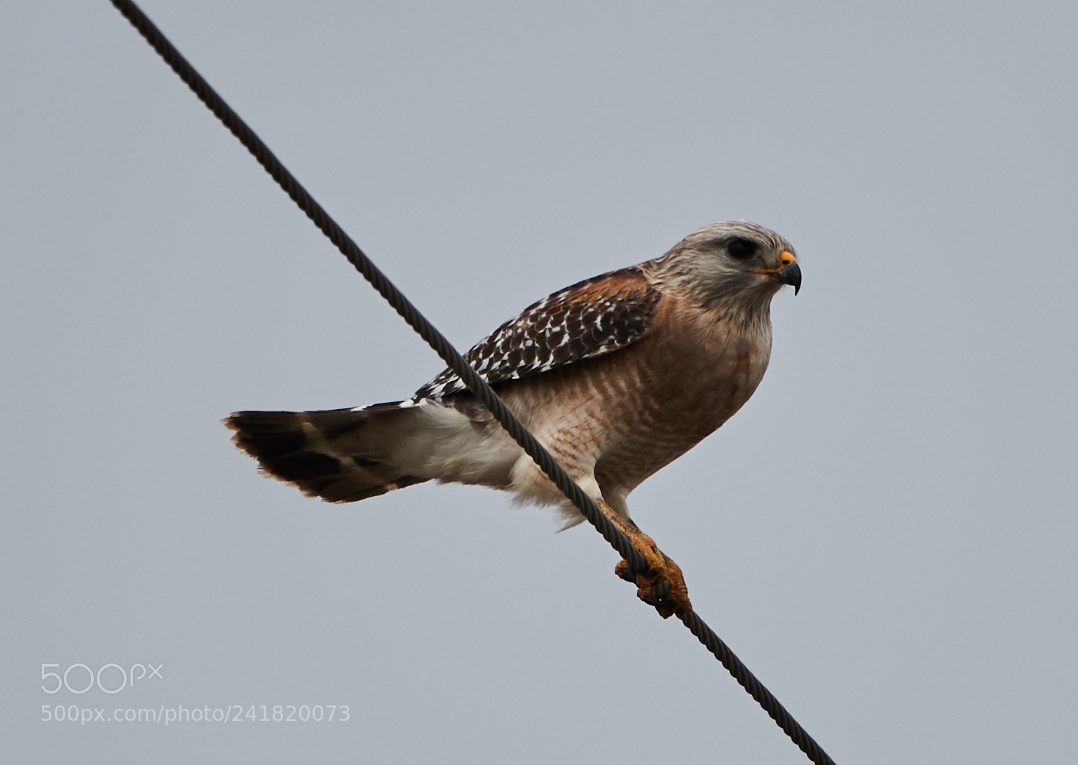 Canon EOS-1D X Mark II sample photo. 01-08-18-8485.jpg photography
