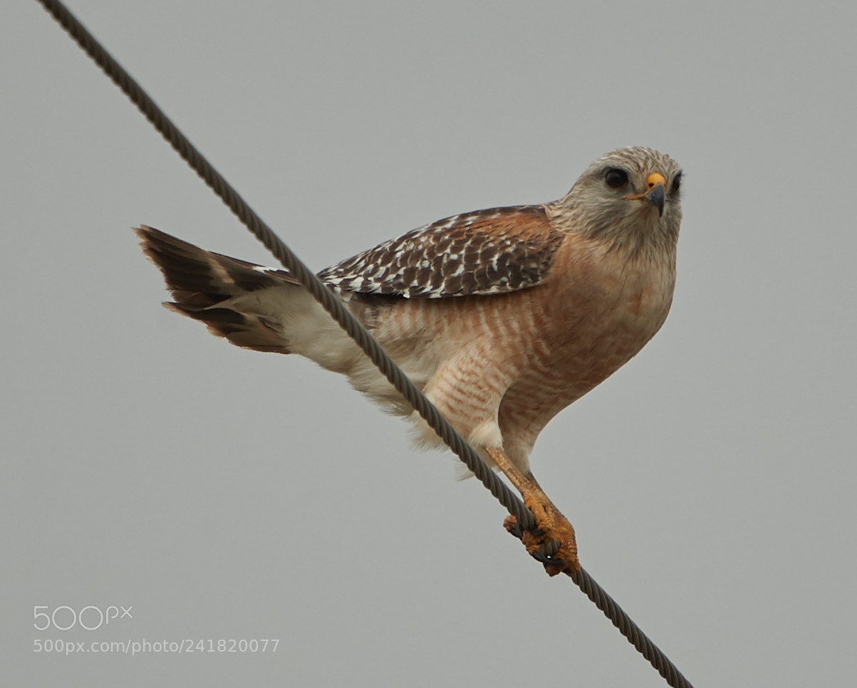 Canon EOS-1D X Mark II sample photo. 01-08-18-8486.jpg photography
