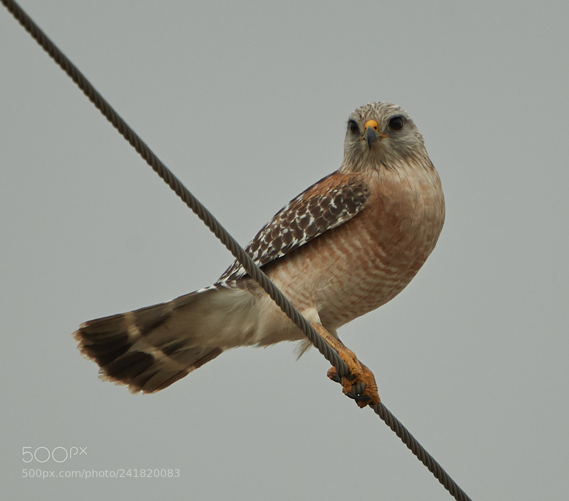 Canon EOS-1D X Mark II sample photo. 01-08-18-8487.jpg photography