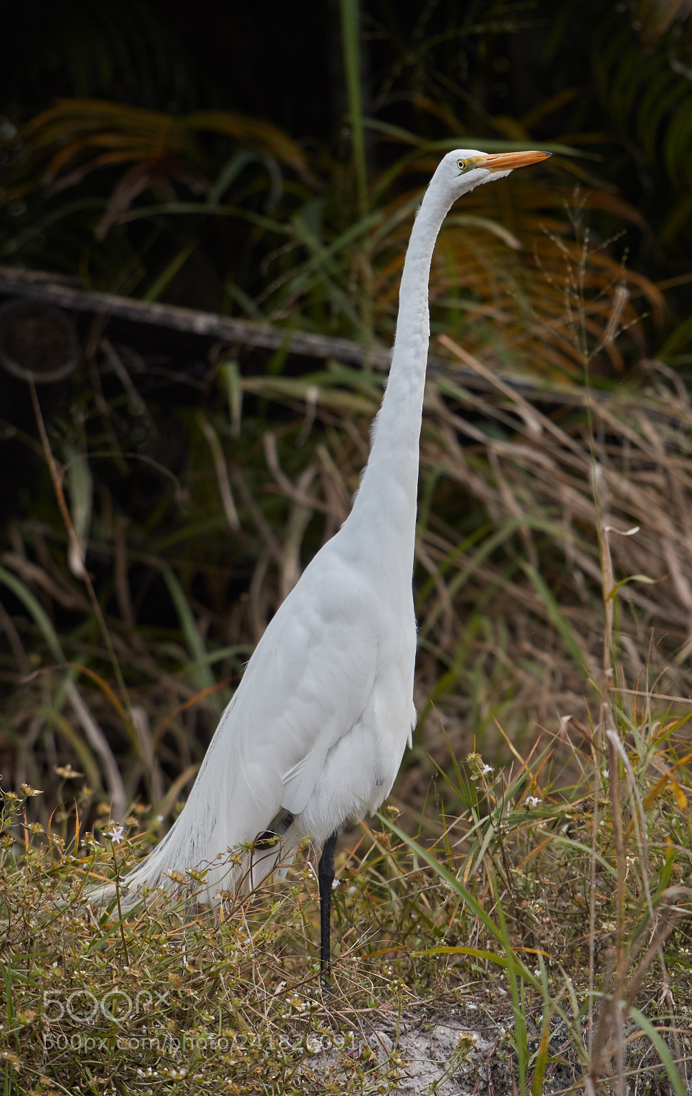 Canon EOS-1D X Mark II sample photo. 01-08-18-8493.jpg photography
