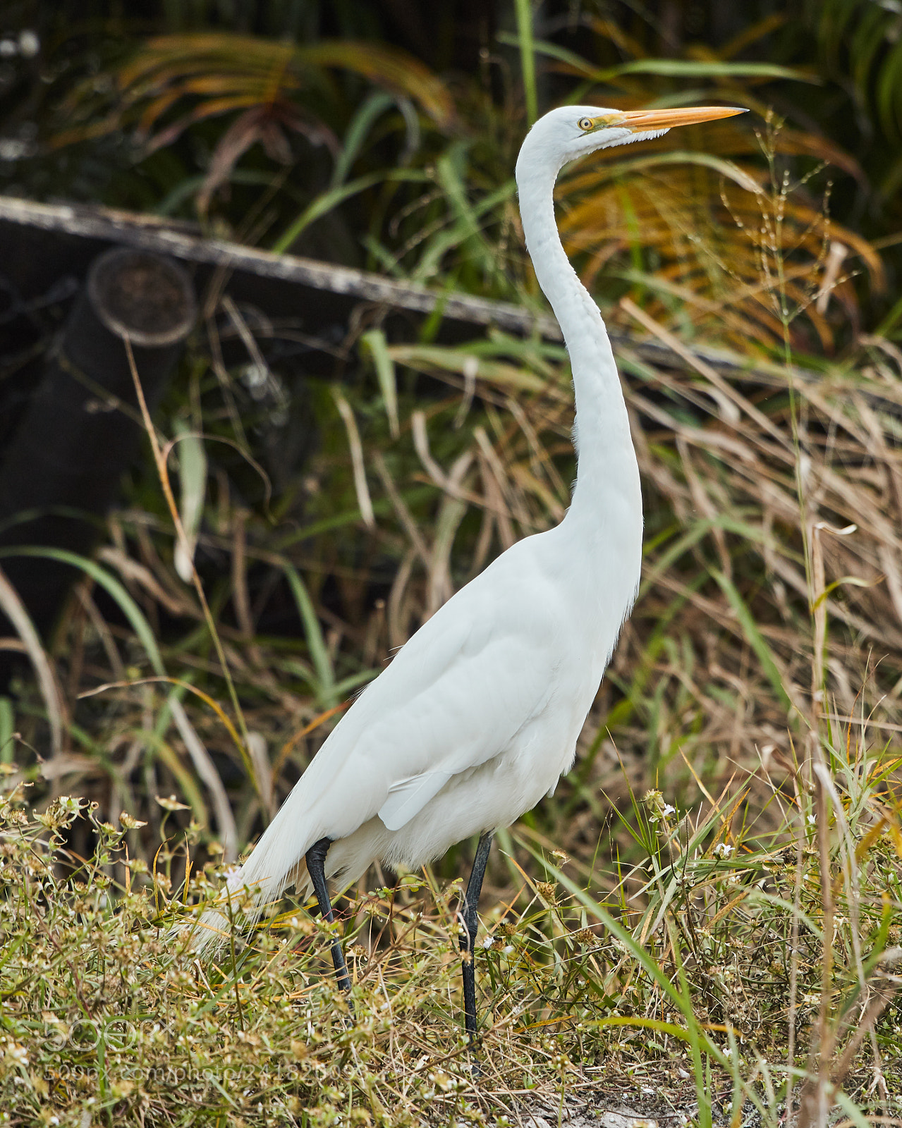 Canon EOS-1D X Mark II sample photo. 01-08-18-8495.jpg photography