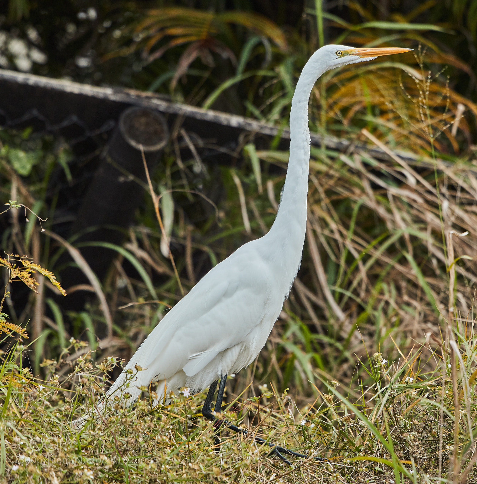 Canon EOS-1D X Mark II sample photo. 01-08-18-8496.jpg photography