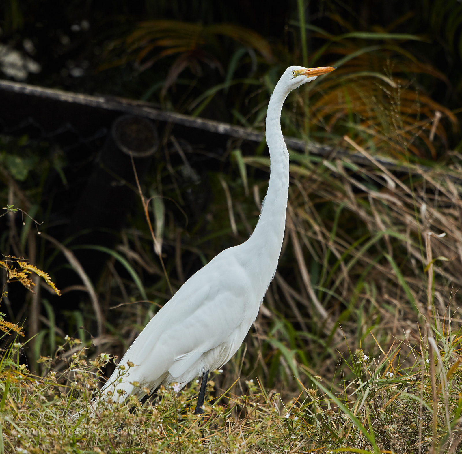 Canon EOS-1D X Mark II sample photo. 01-08-18-8497.jpg photography