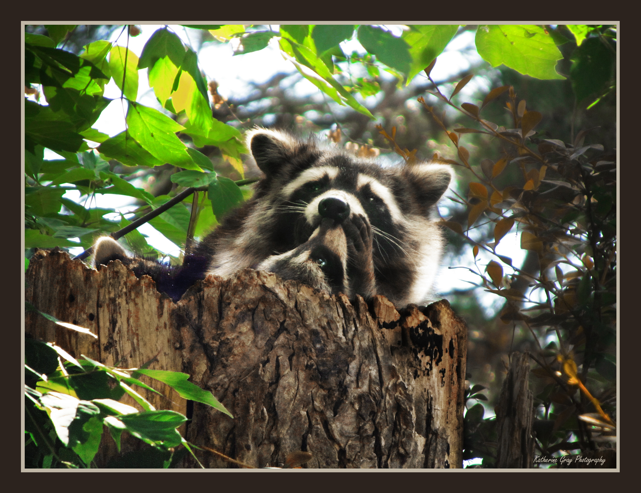 Canon PowerShot SX210 IS sample photo. Five in a stump & the little one said "move over"! photography