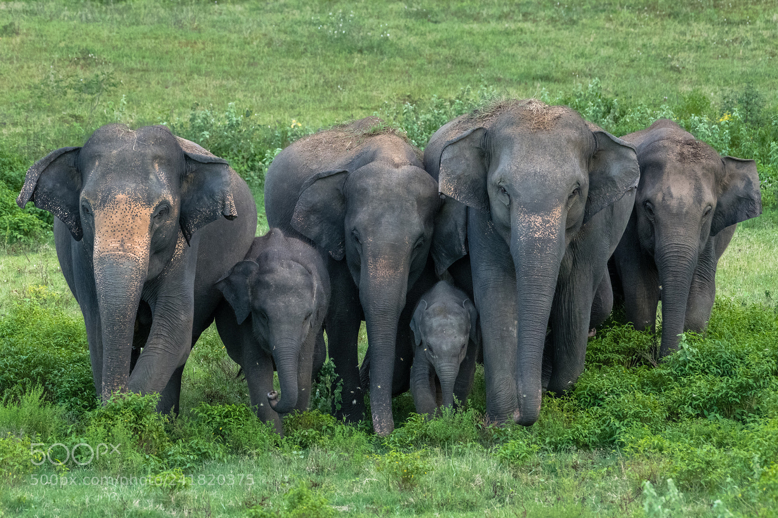 Nikon D850 sample photo. Protective herd photography