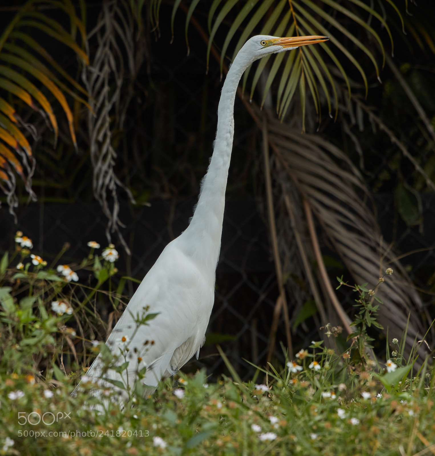 Canon EOS-1D X Mark II sample photo. 01-08-18-8501.jpg photography