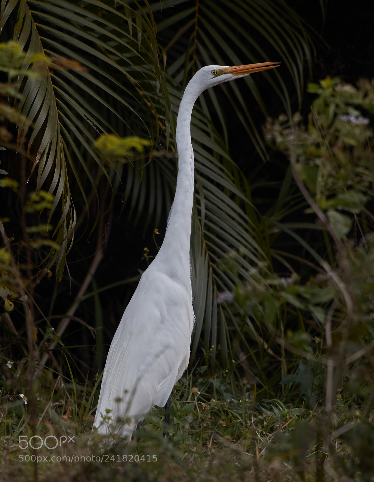 Canon EOS-1D X Mark II sample photo. 01-08-18-8502.jpg photography