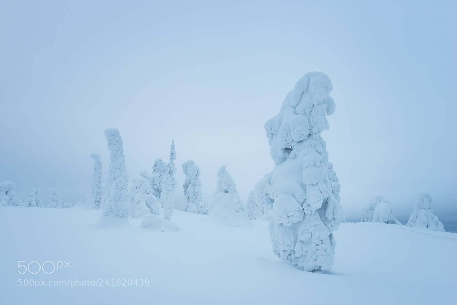Nikon D800 sample photo. Frozen trees photography