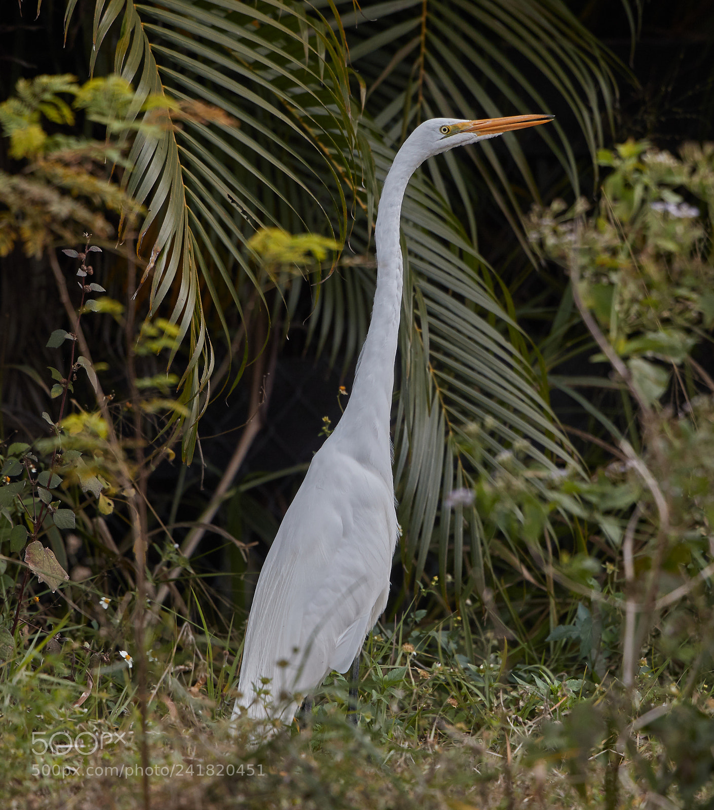 Canon EOS-1D X Mark II sample photo. 01-08-18-8504.jpg photography