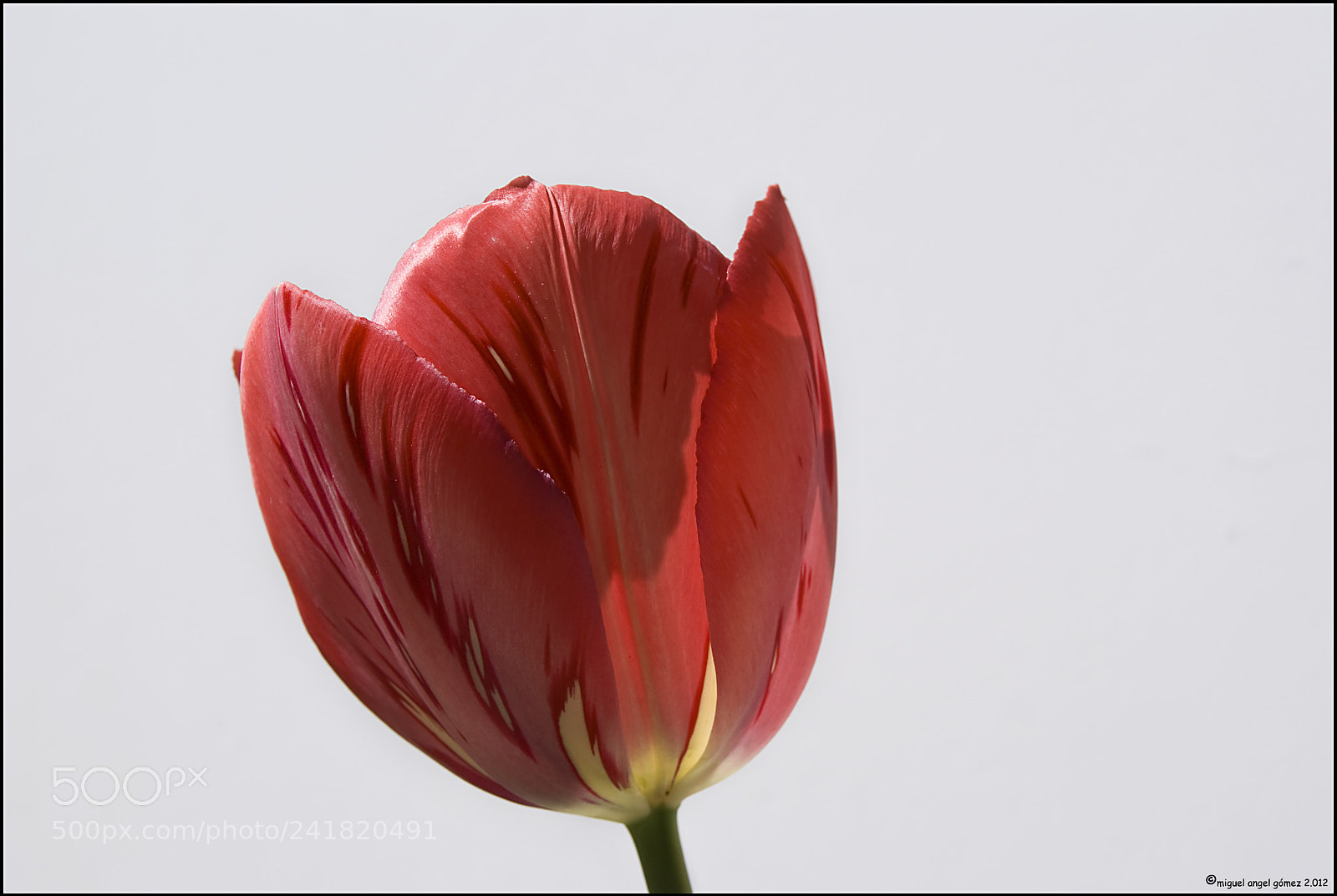 Sony Alpha DSLR-A330 sample photo. 2012_tulip_03 photography