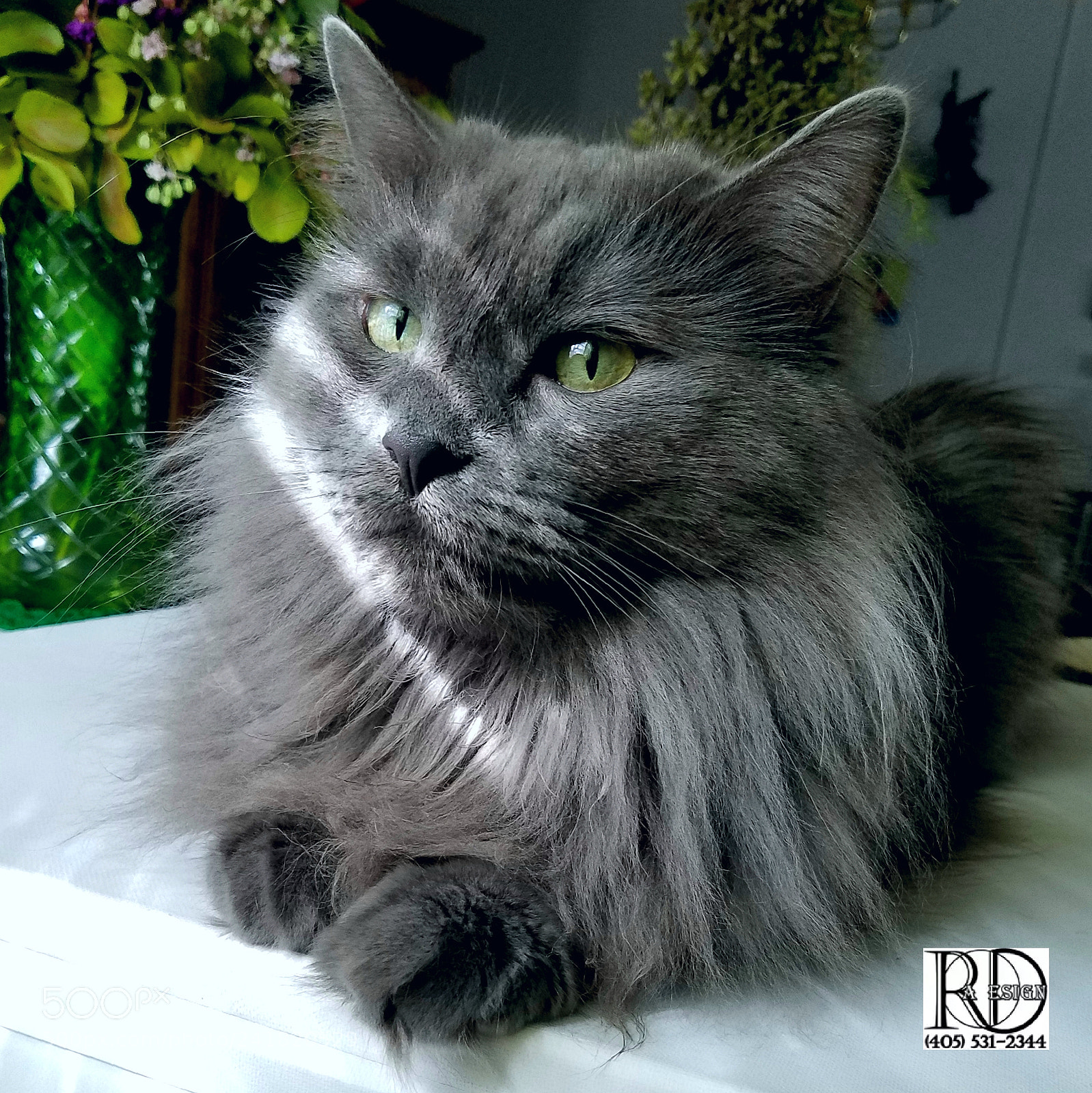 Samsung Galaxy S7 Edge sample photo. Cat modeling session photography