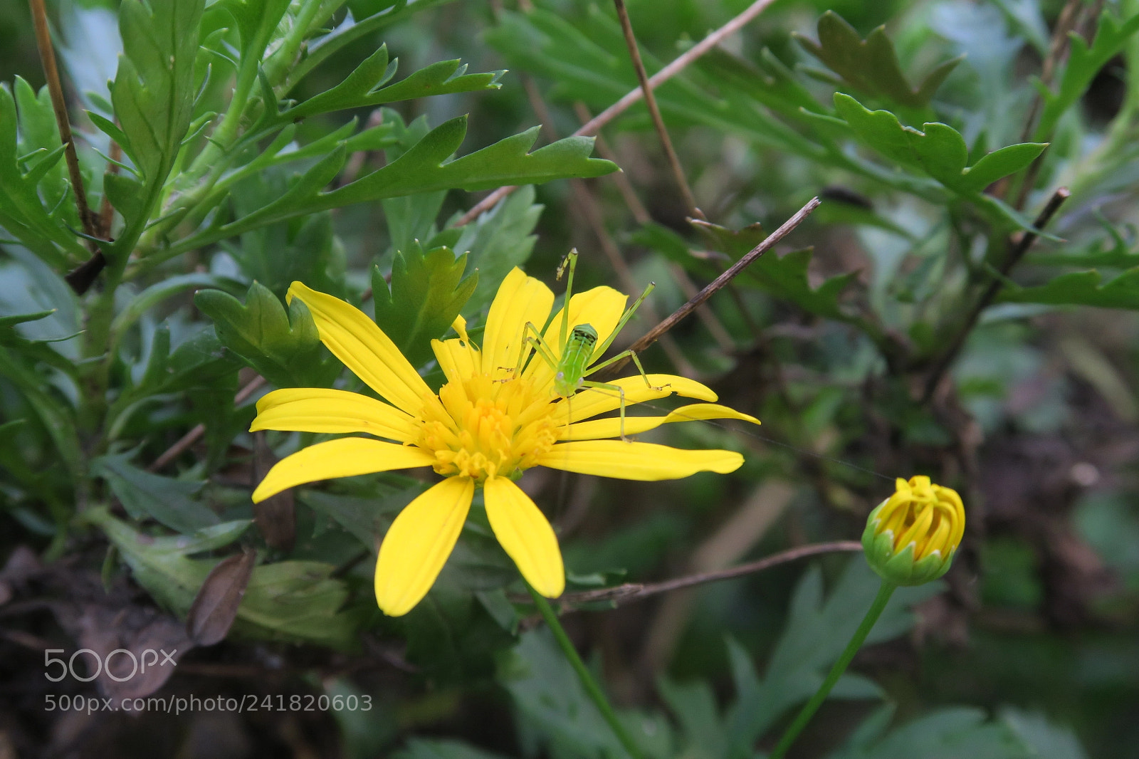 Canon PowerShot G5 X sample photo. Yellow flower photography