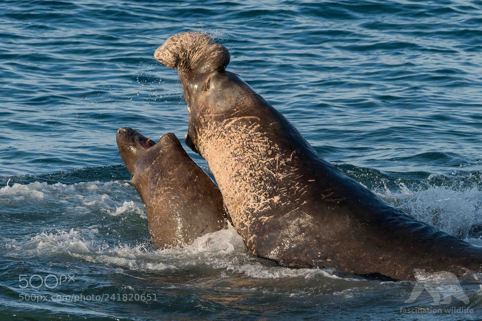 Nikon D850 sample photo. Elephant seal fight photography