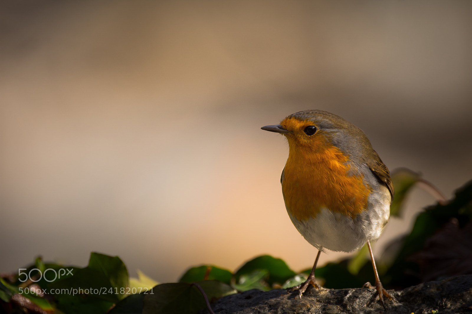 Nikon D7200 sample photo. Robin photography