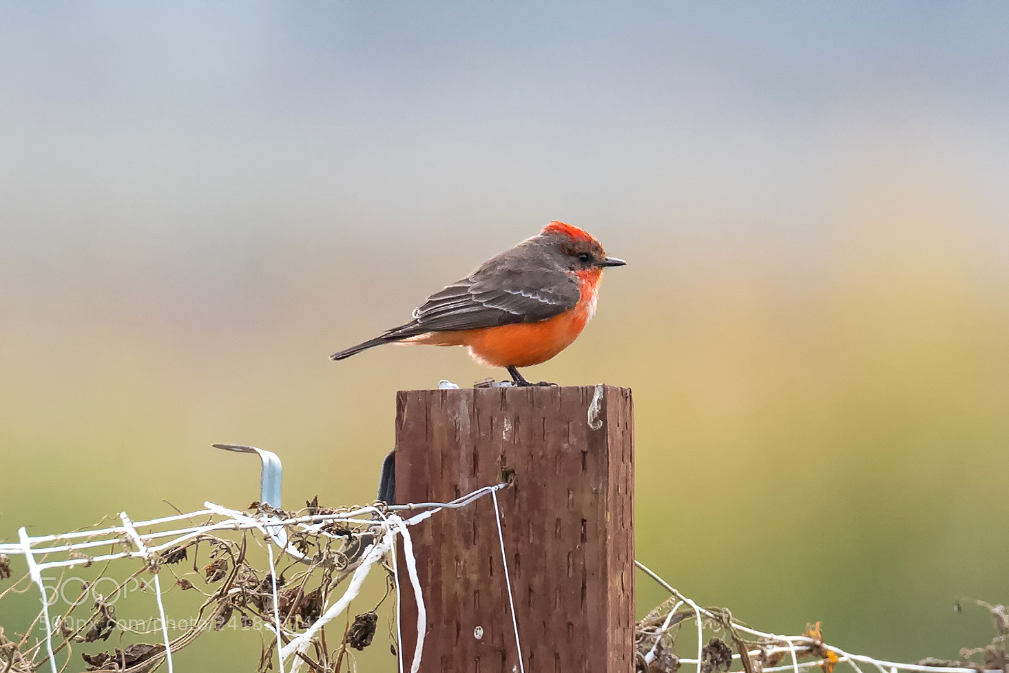 Canon EOS 6D Mark II sample photo. Vermilion flycatcher (pyrocephalus rubinus) photography