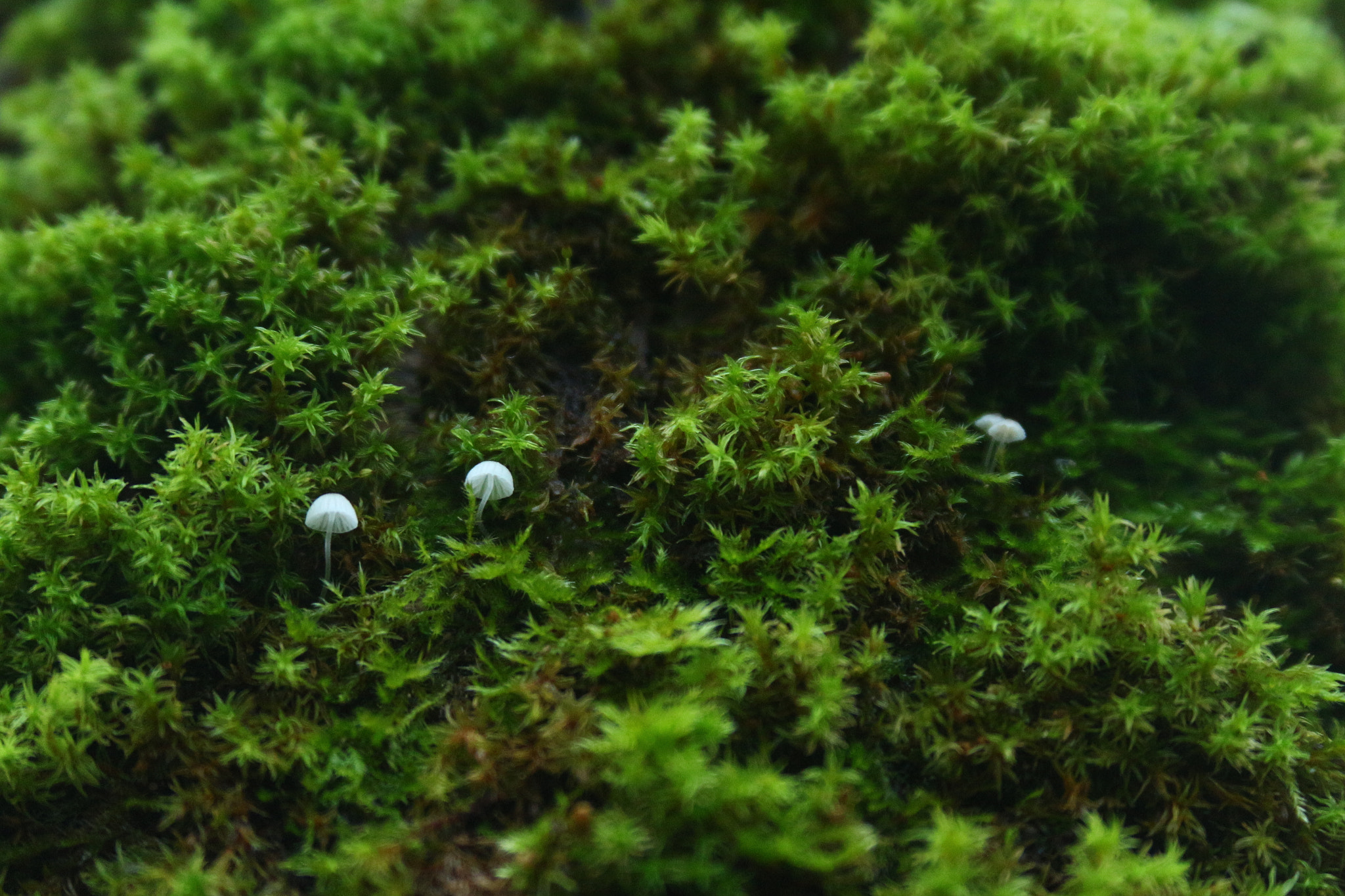 Canon EF 28-135mm F3.5-5.6 IS USM sample photo. Fungi photography
