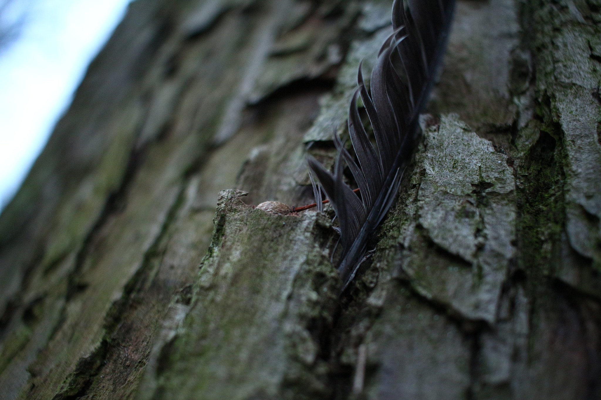 Canon EF-S 24mm F2.8 STM sample photo. Feather photography