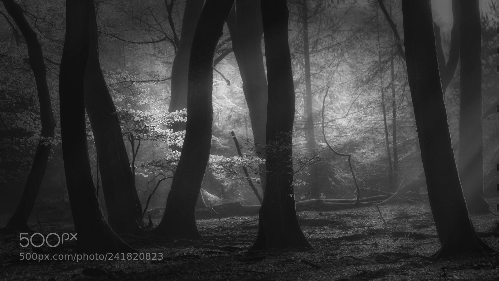 Samsung NX1 sample photo. Dream forest photography