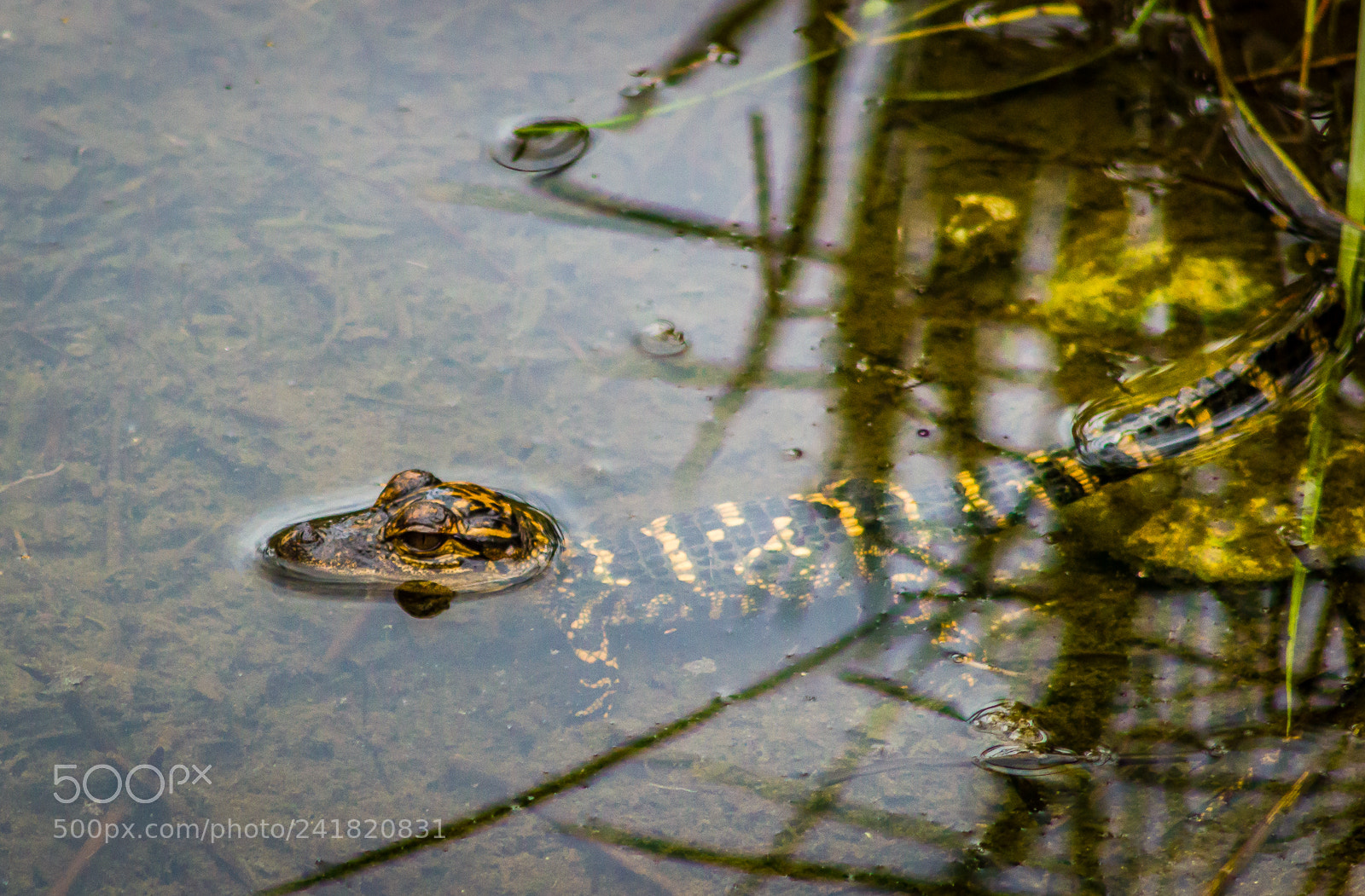 Canon EOS 550D (EOS Rebel T2i / EOS Kiss X4) sample photo. Baby alligator photography