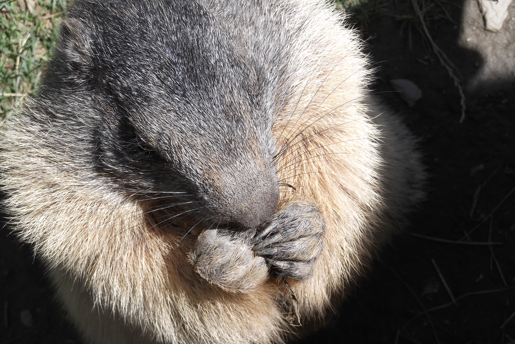 FujiFilm FinePix T200 (FinePix T205) sample photo. Marmot cookie photography