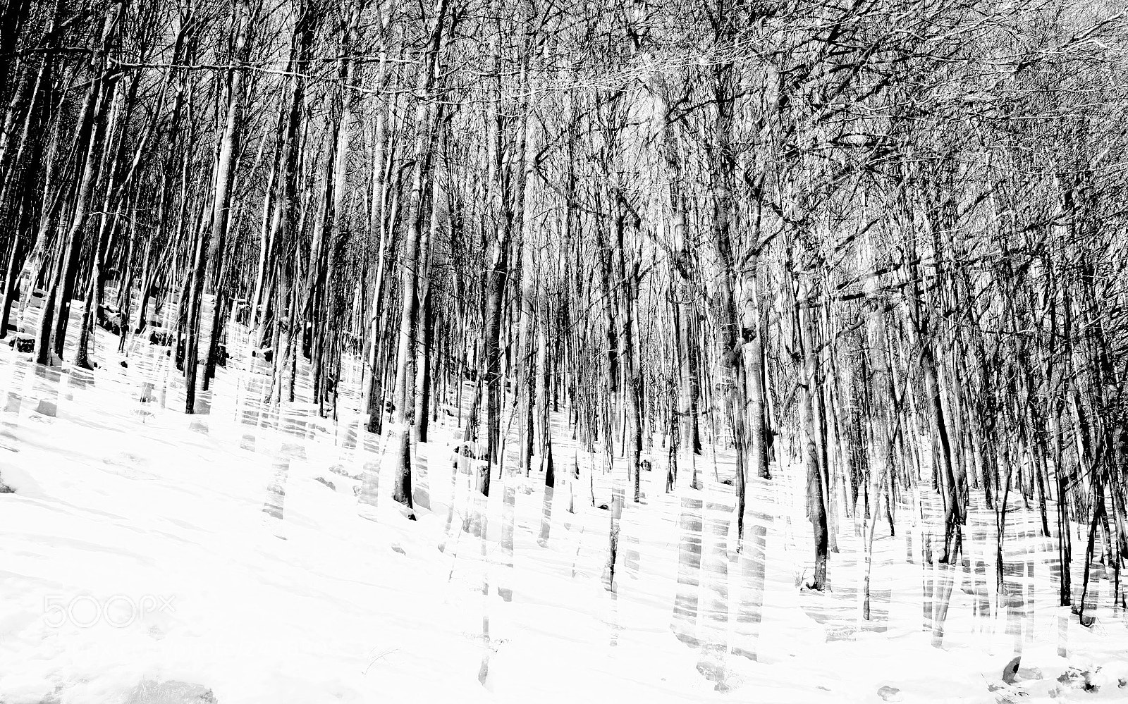 Fujifilm X-E1 sample photo. Trees trip photography