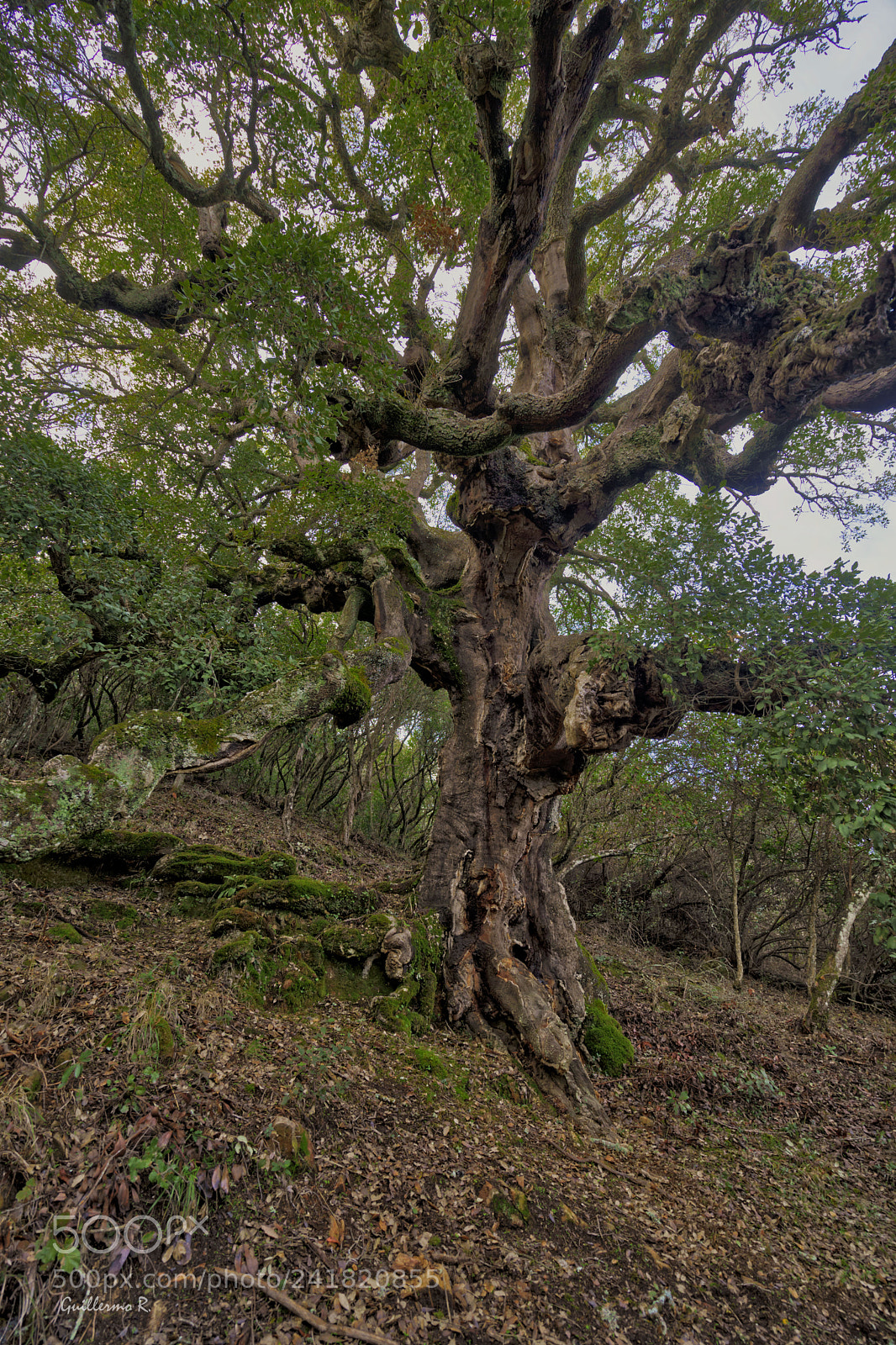 Sony a7 II sample photo. Alcornoque photography