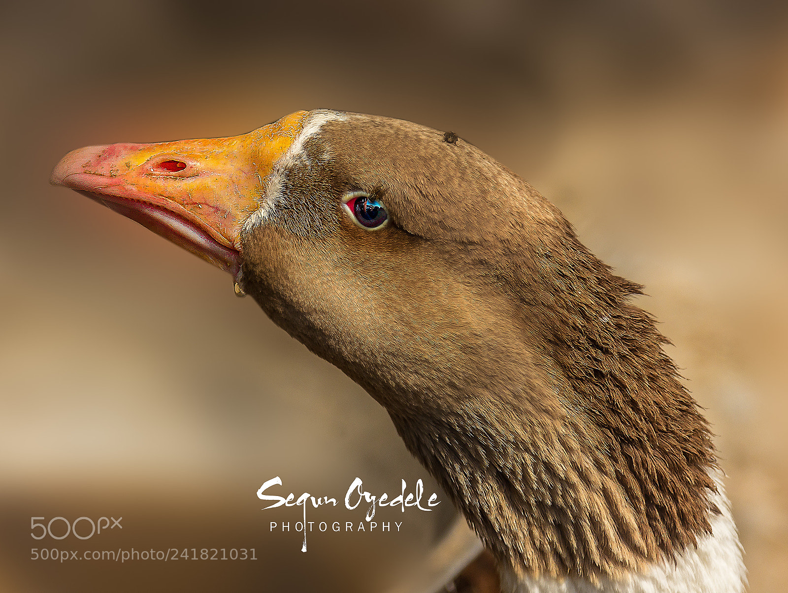 Canon EOS 60D sample photo. Brown-headed duck photography
