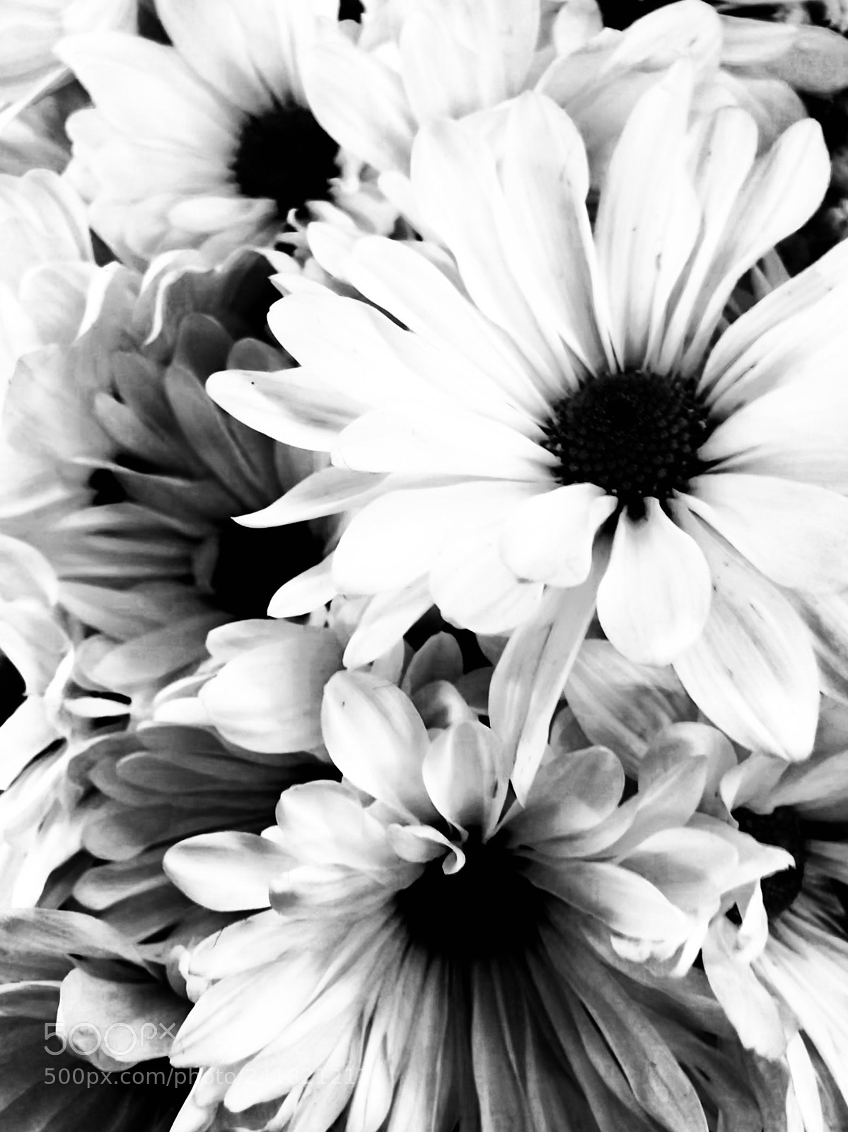 Apple iPhone 7 Plus sample photo. Untitled photography