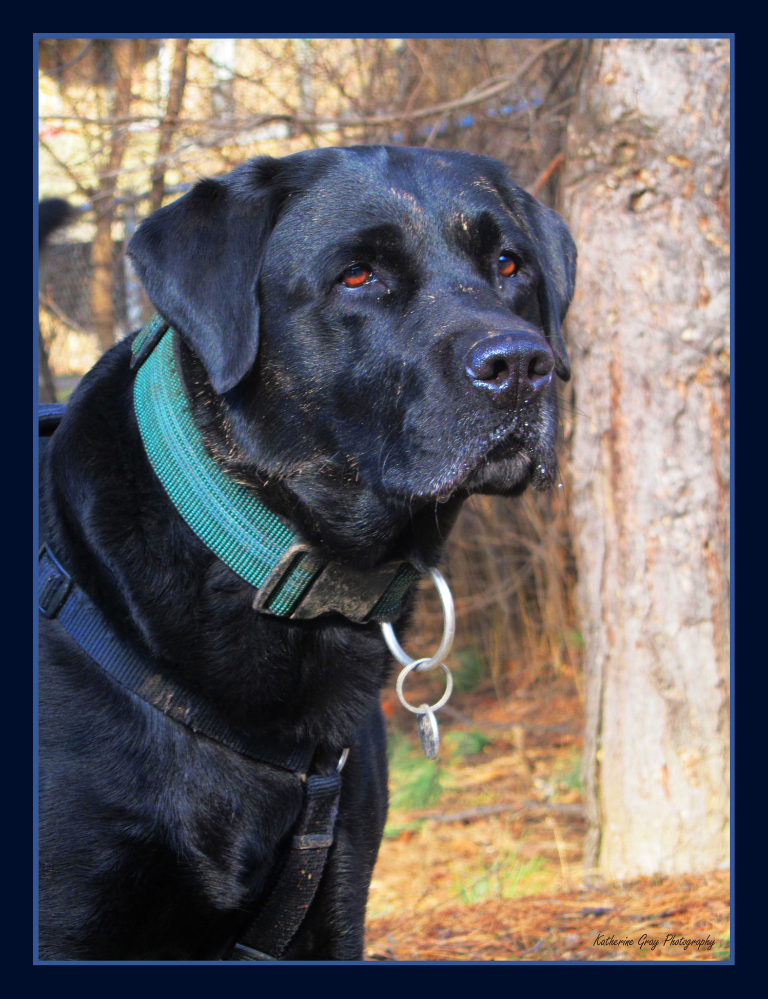 Canon PowerShot SX210 IS sample photo. Black lab, looking at the cat! photography