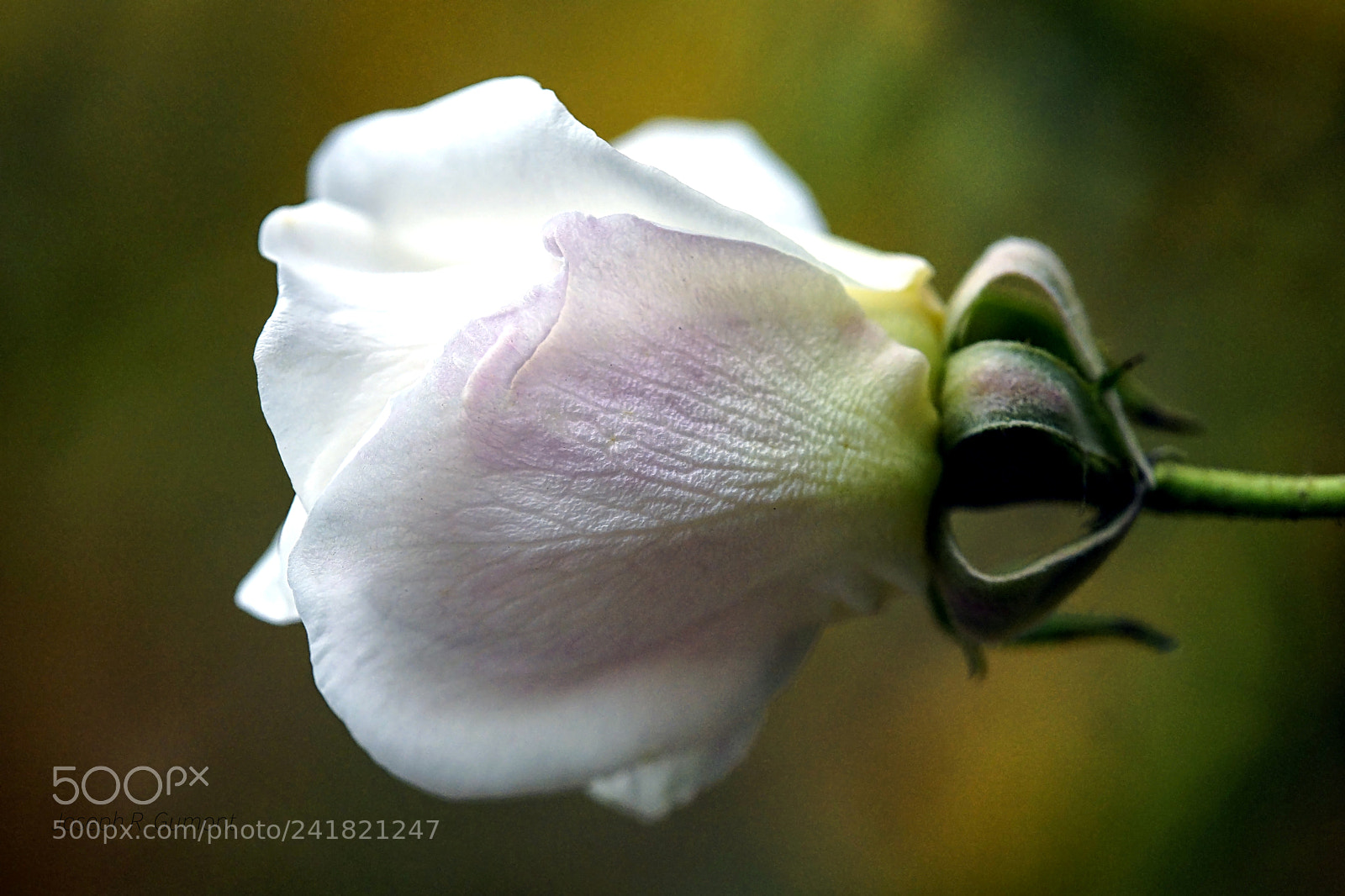 Sony SLT-A65 (SLT-A65V) sample photo. Winter white rose photography