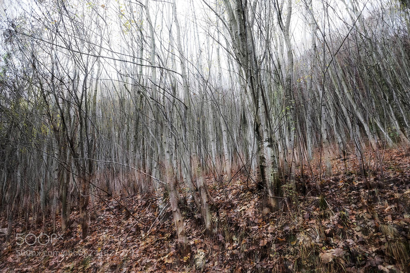 Fujifilm X-T2 sample photo. Trees trip photography