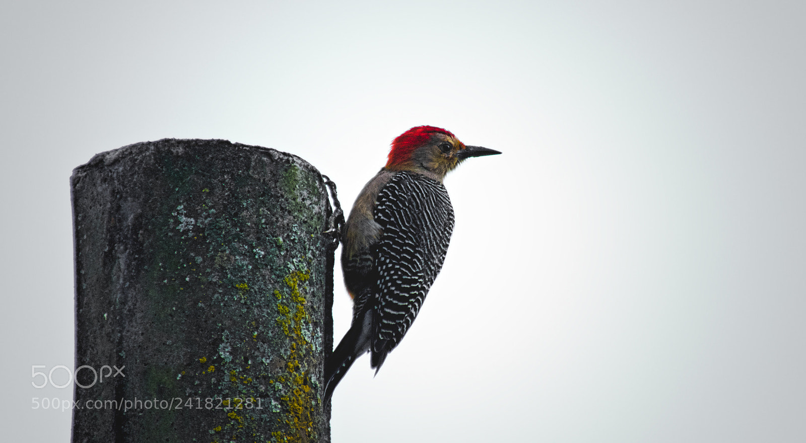 Canon PowerShot SX60 HS sample photo. Woodpecker concrete. photography