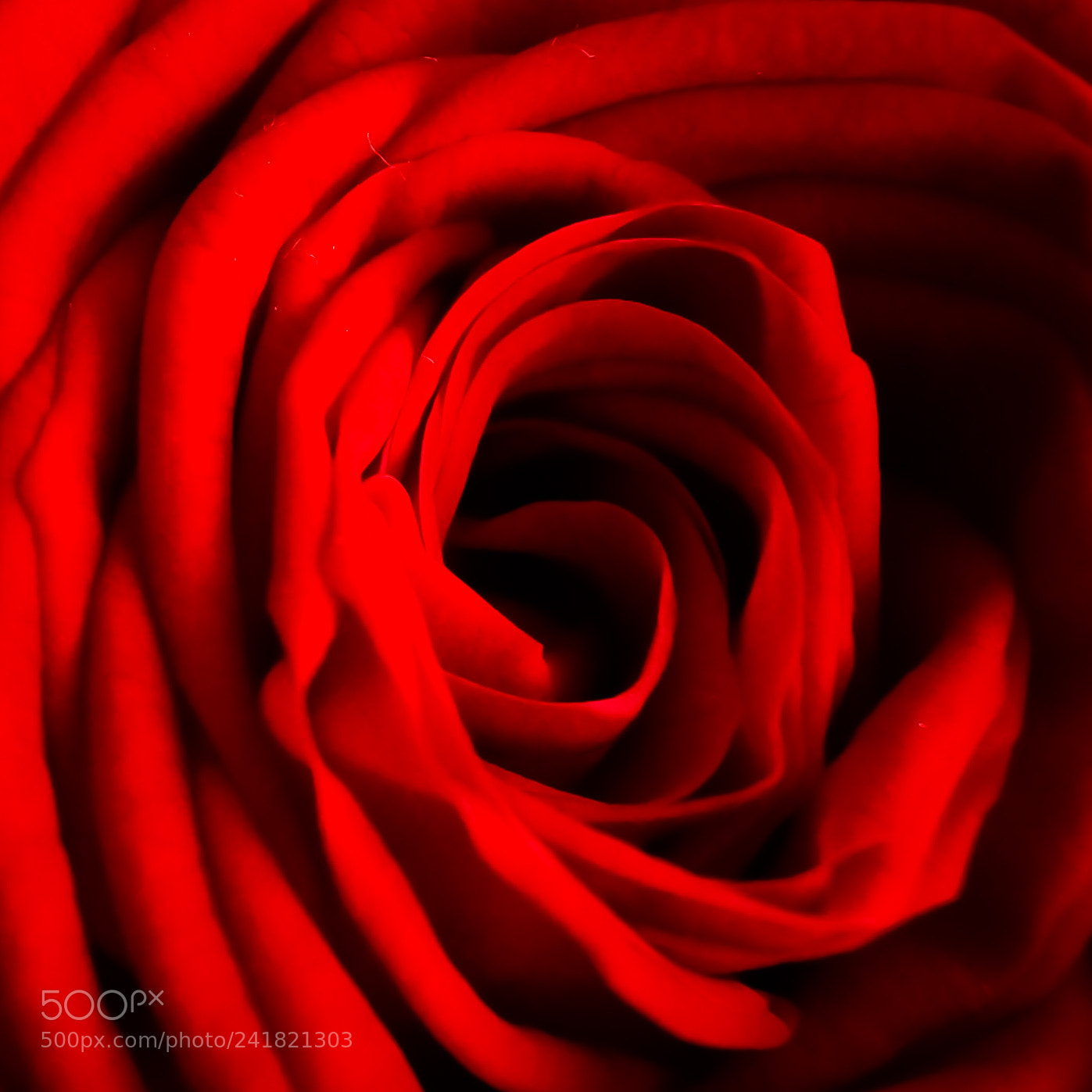 Sony SLT-A65 (SLT-A65V) sample photo. Secrets of the rose photography