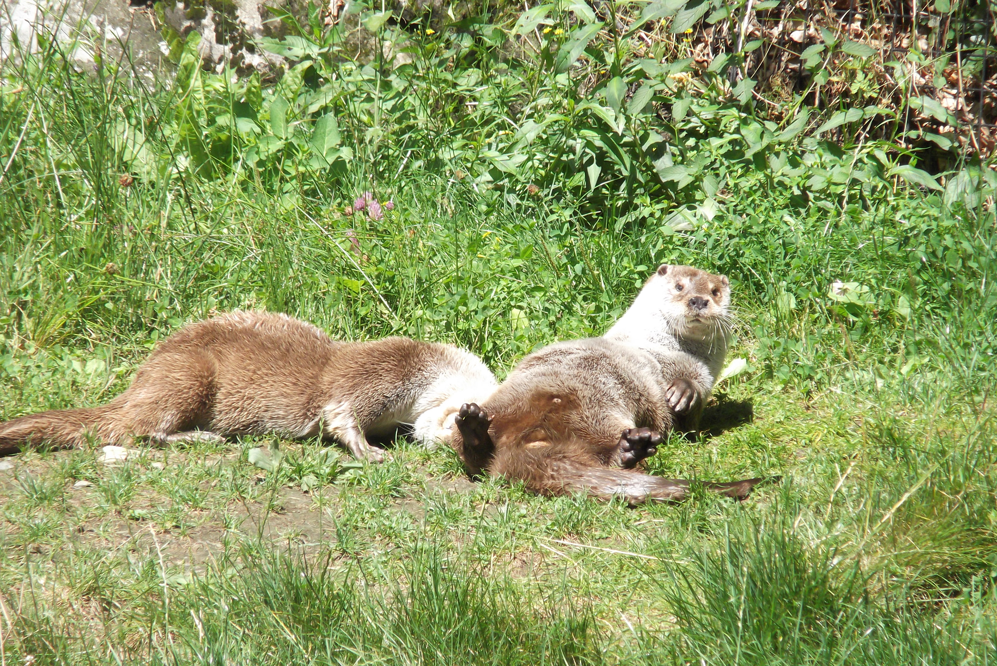 FujiFilm FinePix T200 (FinePix T205) sample photo. Otter life's photography