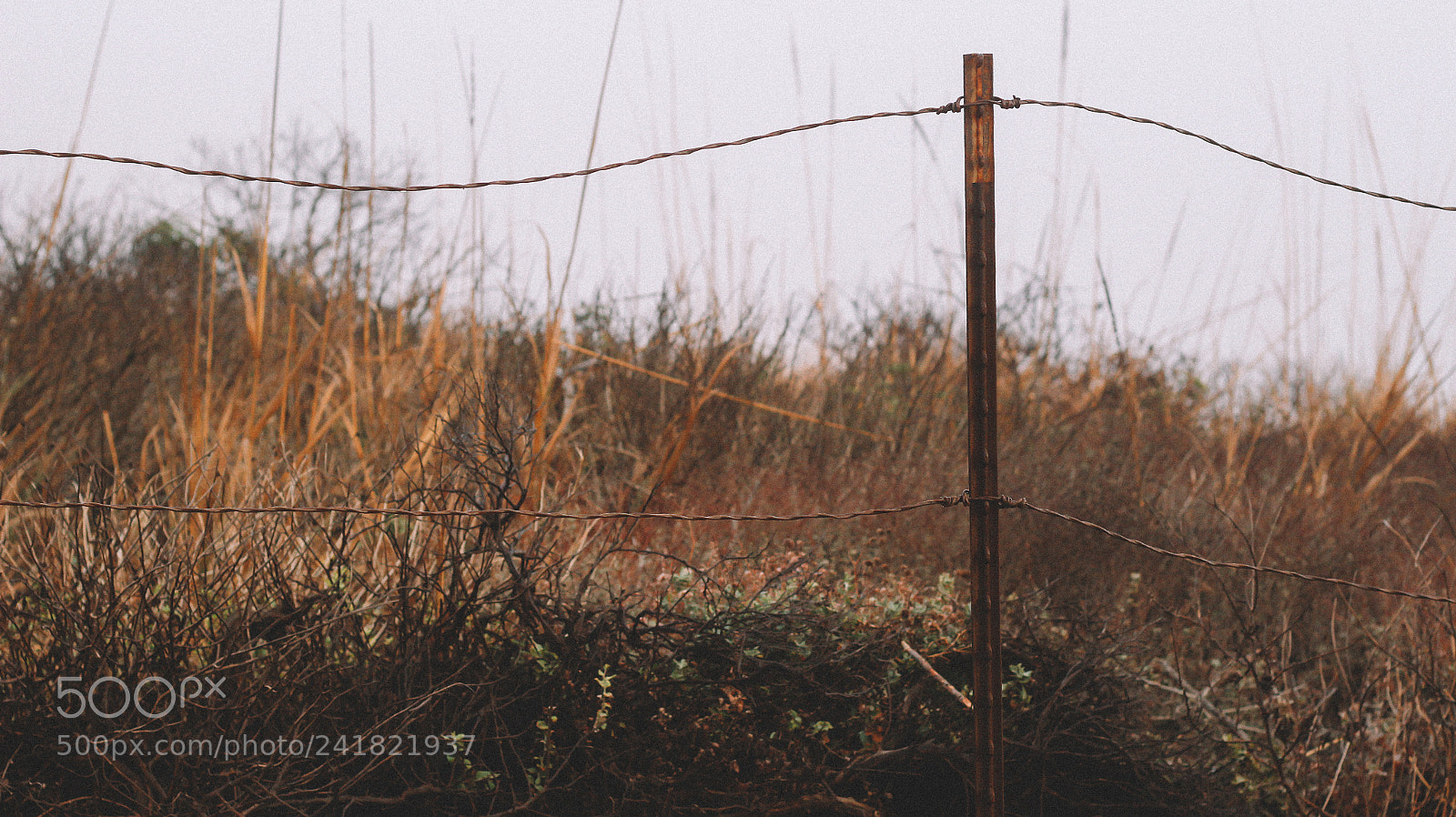 Canon EOS 100D (EOS Rebel SL1 / EOS Kiss X7) sample photo. Grasses photography