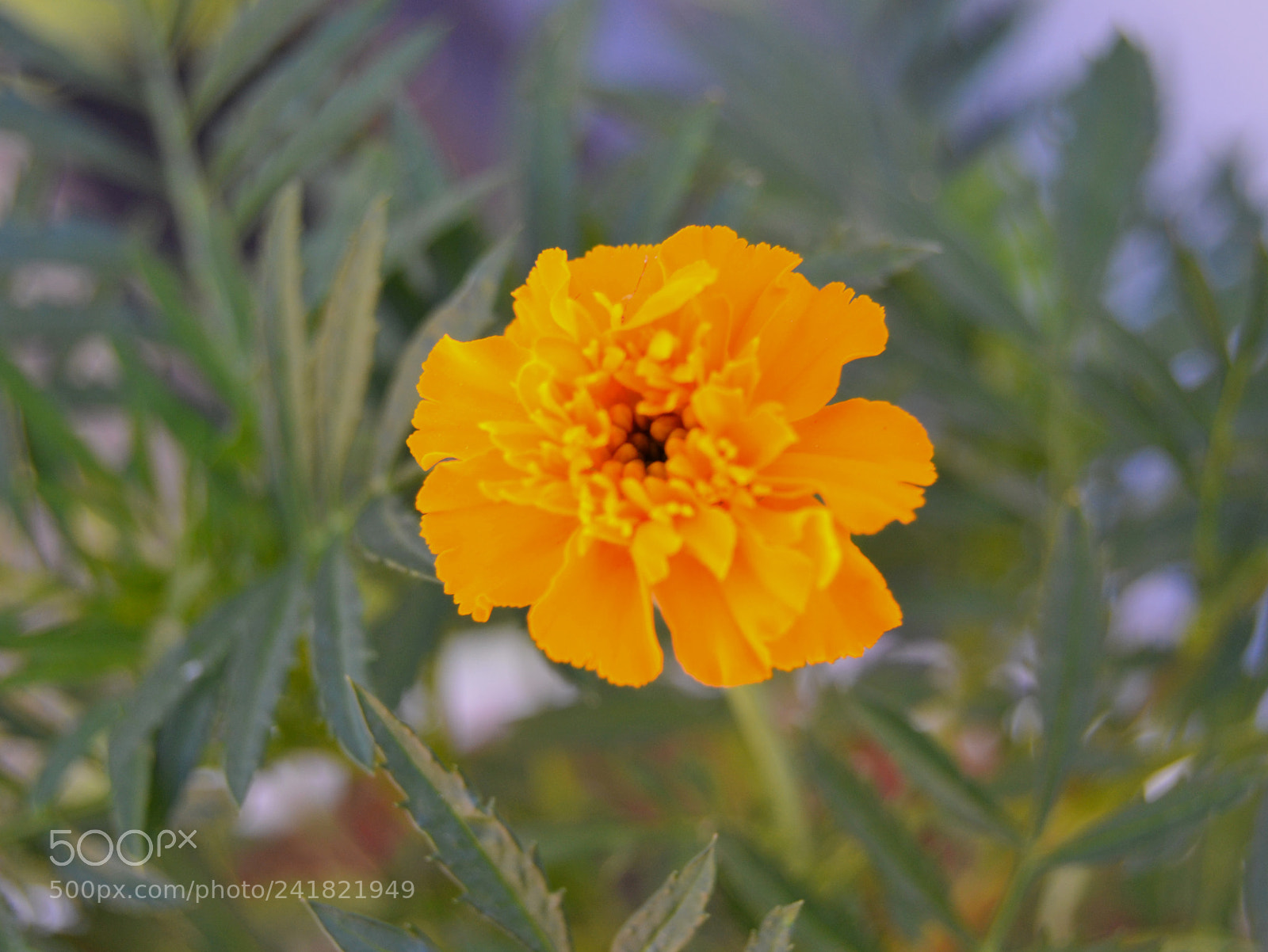 Nikon D3100 sample photo. Flor photography