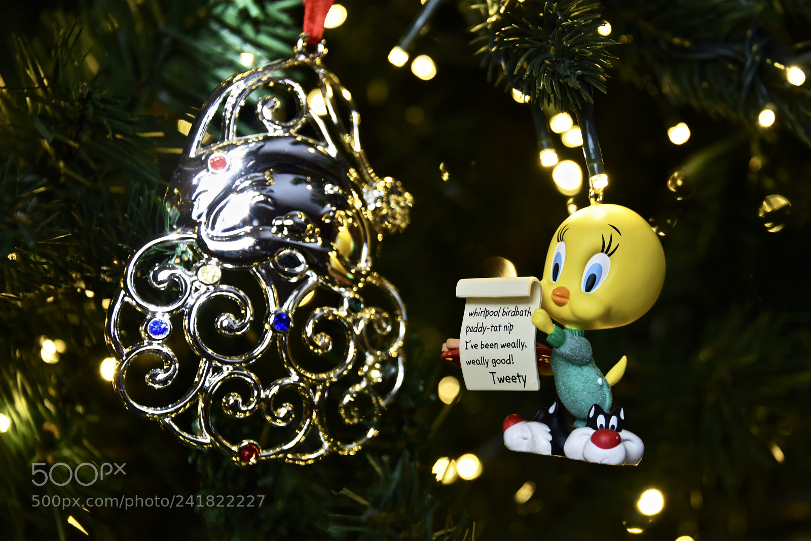 Nikon D810 sample photo. Tweety pleads his case photography