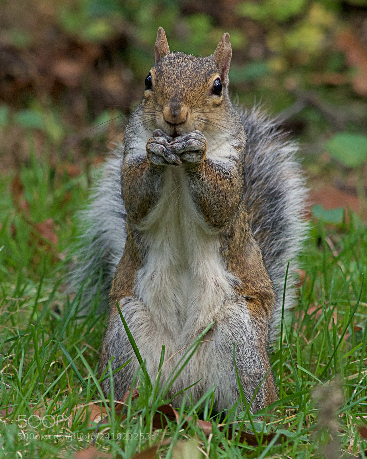 Nikon D7100 sample photo. Squeek photography