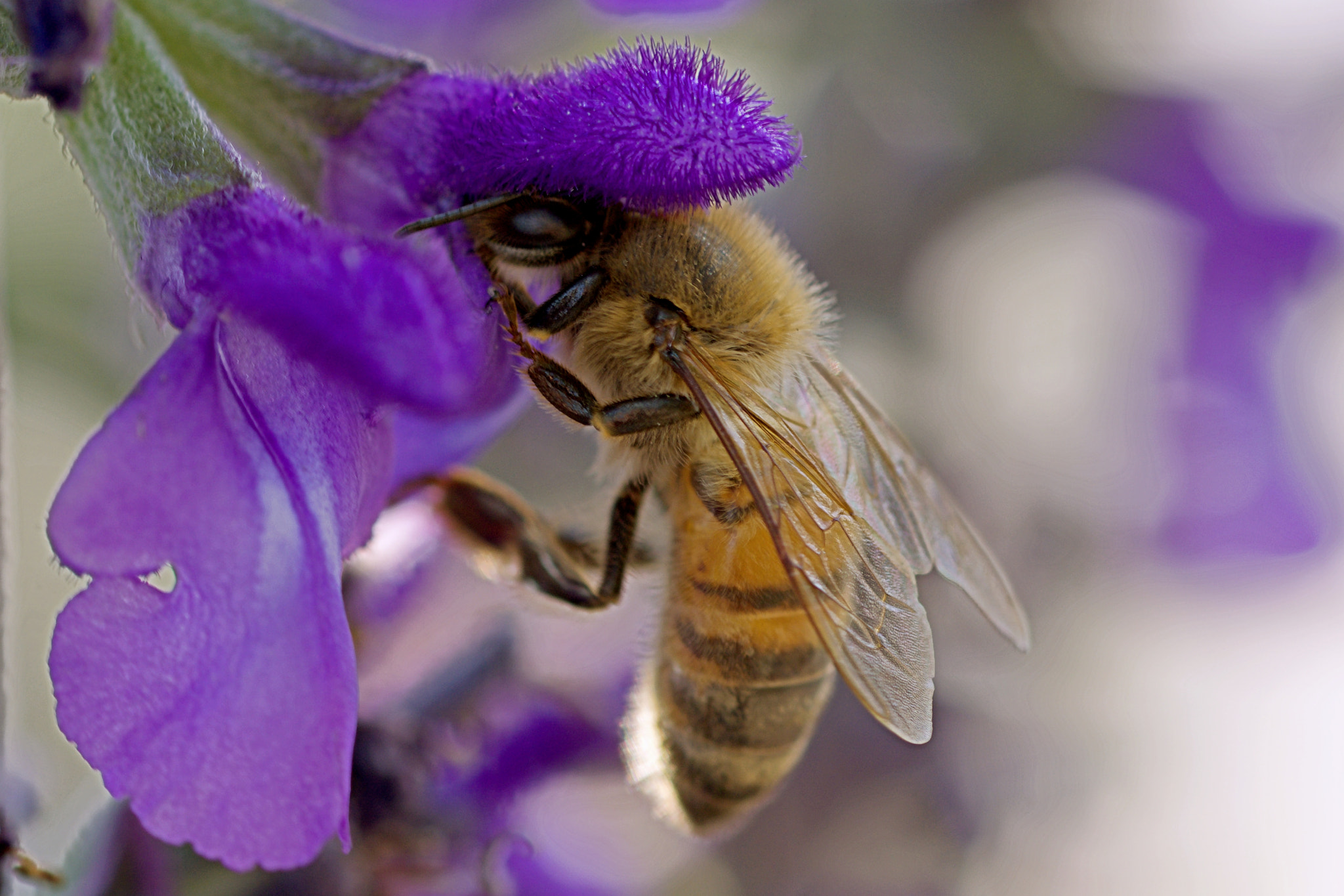 Nikon D7100 + Nikon AF Micro-Nikkor 60mm F2.8D sample photo. Bee closeup ver photography