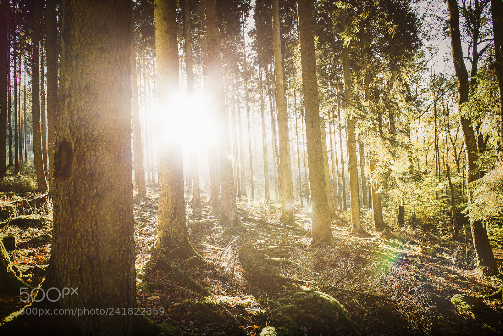 Nikon D750 sample photo. Forest in bastogne photography