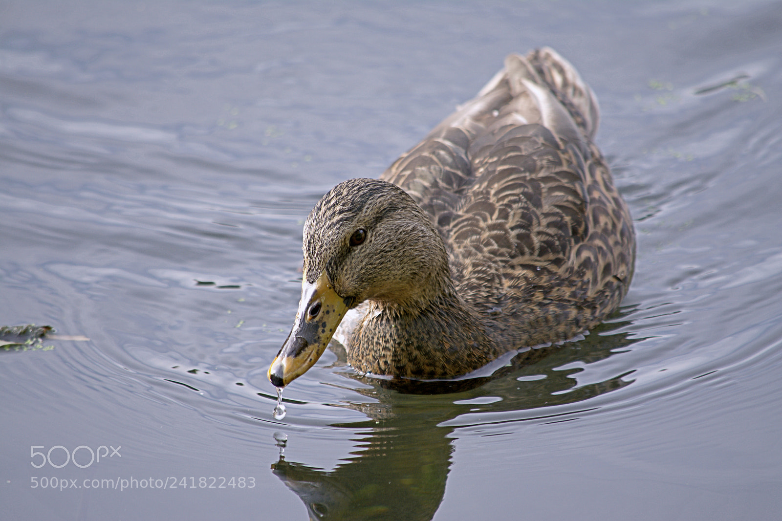 Nikon D7100 sample photo. Duck photography