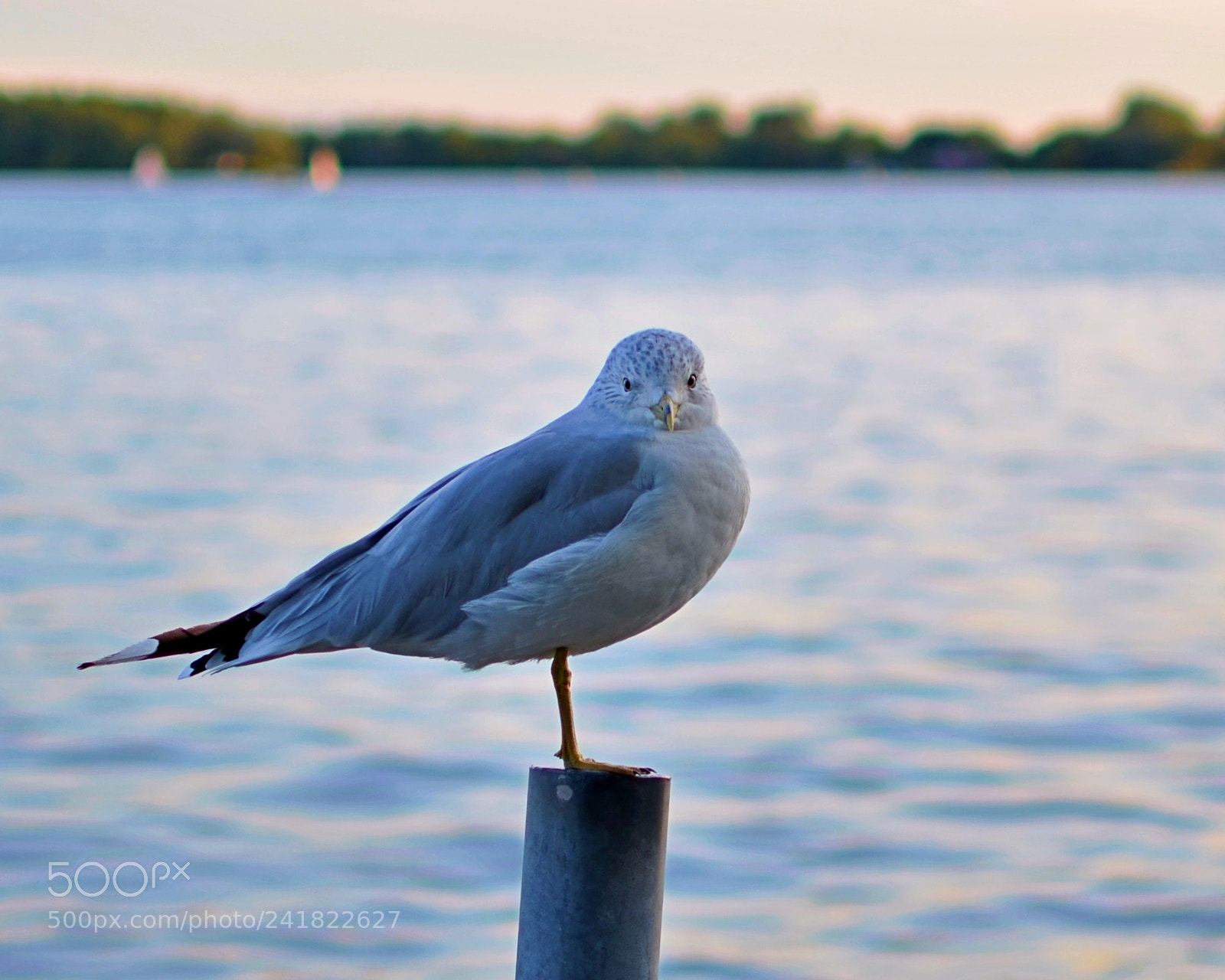 Nikon D5100 + Nikon AF-S DX Nikkor 35mm F1.8G sample photo. Seagull port photography