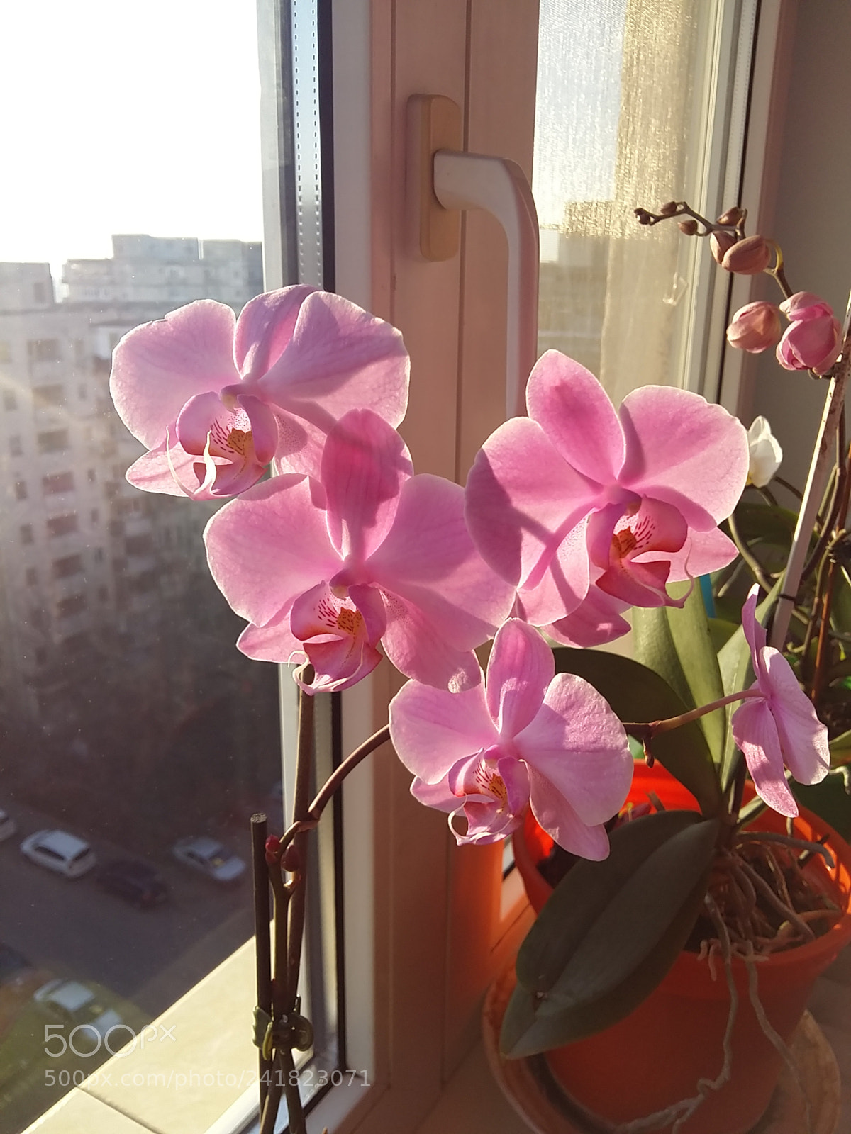 Samsung Galaxy A5 sample photo. Untitled photography