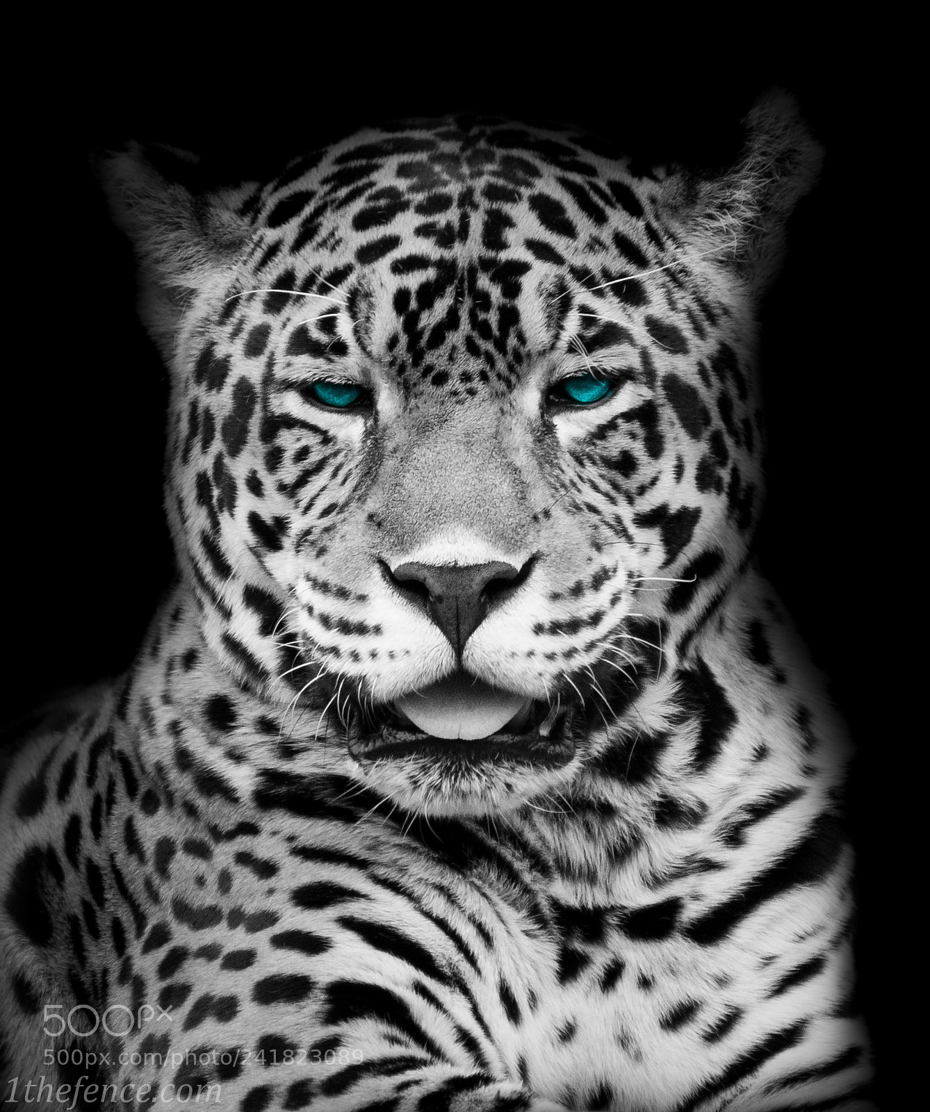 Nikon D90 sample photo. Old blue eyes photography