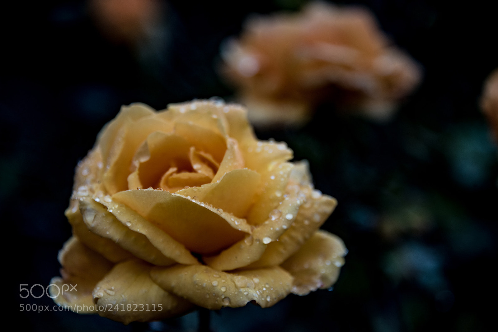 Nikon D750 sample photo. Raindrops on roses photography
